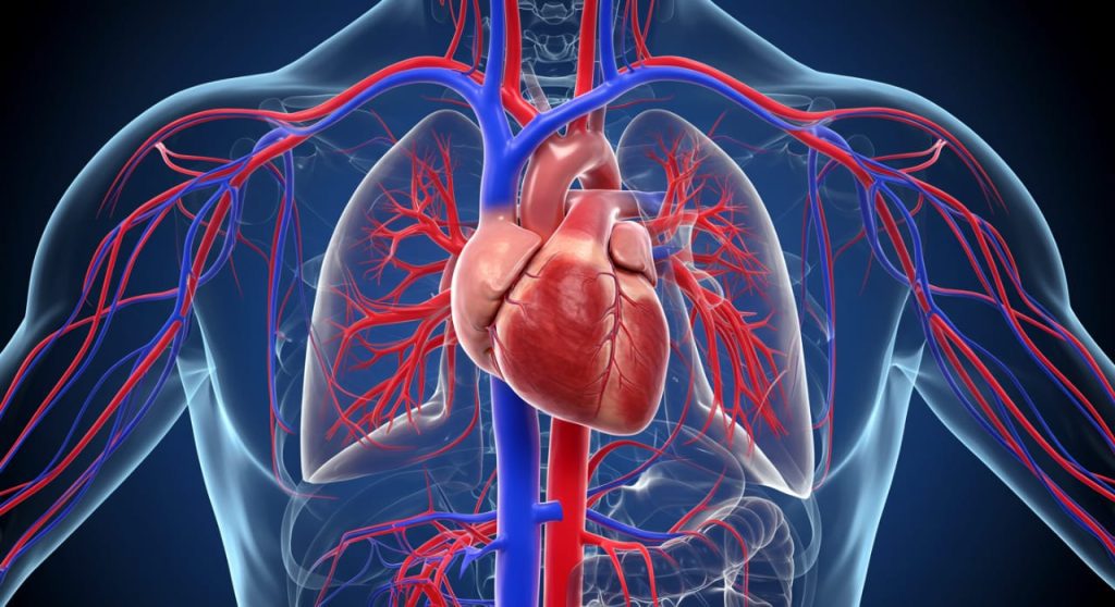 Système de circulation sanguine dans le corps. L'importance de la circulation sanguine